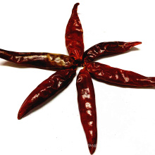 Factory Supply Dried Chilli Peppers  whole Wholesale